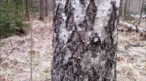 Как и когда собирать БЕРЁЗОВЫЙ СОК