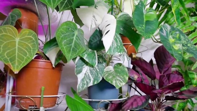 МЕГА Обзор ВСЕЙ МОЕЙ КОЛЛЕКЦИИ//Большая перестановка. смотреть онлайн