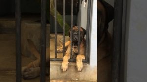 Bullmastiff Dog in His Cage Бульмастиф собака #большаясобака #bullmastiff #cleo #guarddog #inshot