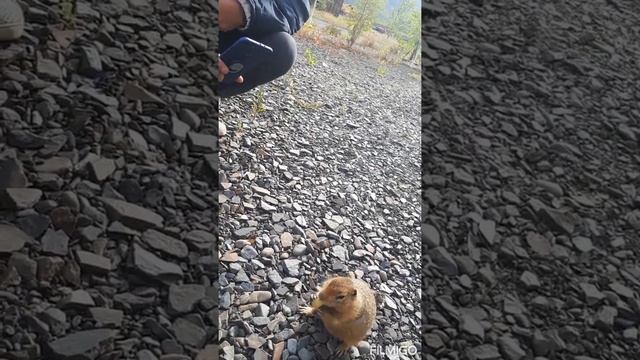 Северный зверёк " Пищуха" посетила своих друзей смотреть онлайн