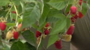 Дачники. Абрикос - 2 часть. Сорта абрикоса, которые хорошо растут в Сибири