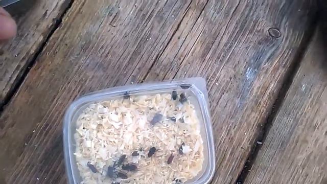 Угарная рыбалка на клязьминском ВДНХ смотреть онлайн