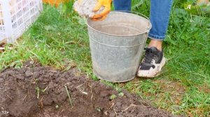 Посадка пионов осенью. Пошаговый мастер-класс