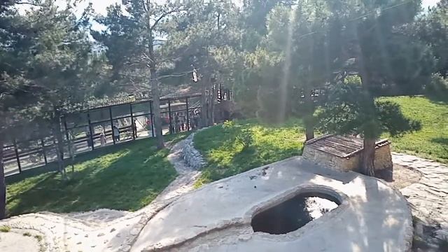 Геленджикский Сафари Парк драка тигров дикие животные/смотри быстрее смотреть онлайн