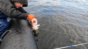 Рыбалка в Баренцевом море летом на треску