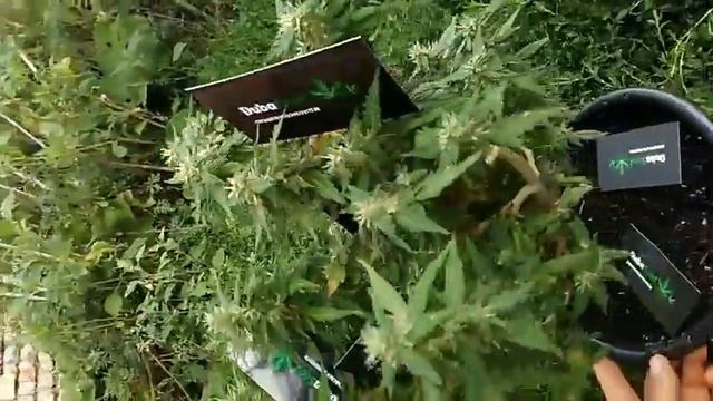 Auto Amnesia Fem. Видеоотзыв покупателя