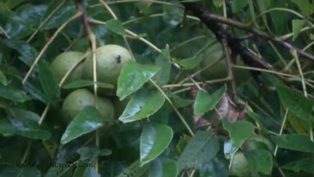 Raining on hosta & walnuts (Nature Sounds) - Aug. 2011 - Open Window Video смотреть онлайн