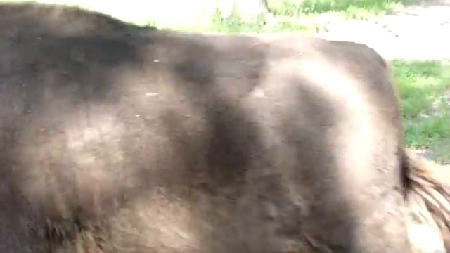 Усынови зубренка