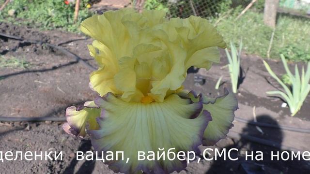 RUBY MOON ранний ирис