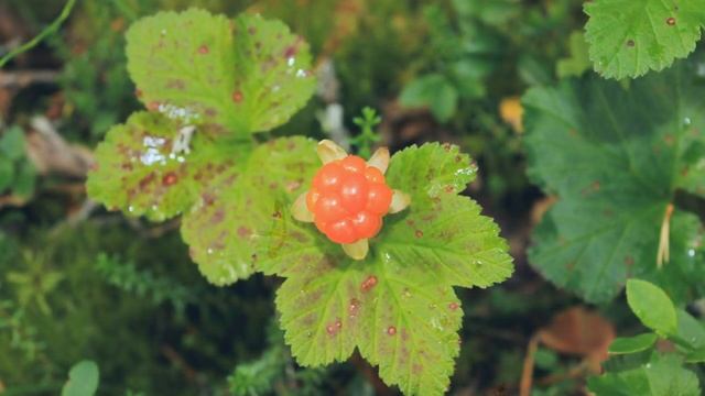 таинственный лес Шопен. Фредерик Шопен лучшее. Лето. Природа.  Релакс. Relax.