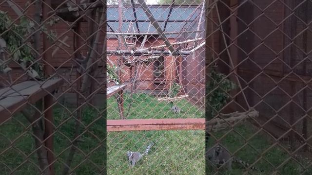 Семья кошачьих лемуров осваивает новые качели смотреть онлайн
