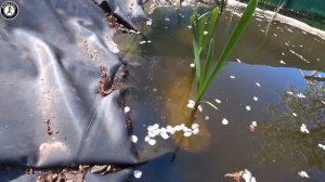 Плавающий скиммер для пруда своими руками. Карась в мае