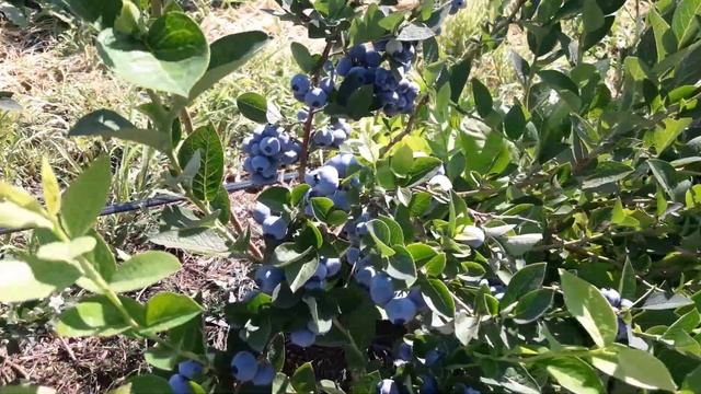 Обучение Игре на Инструменте