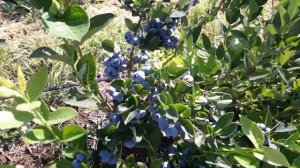 Голубика Блюголд!шикарная ягода 2021.