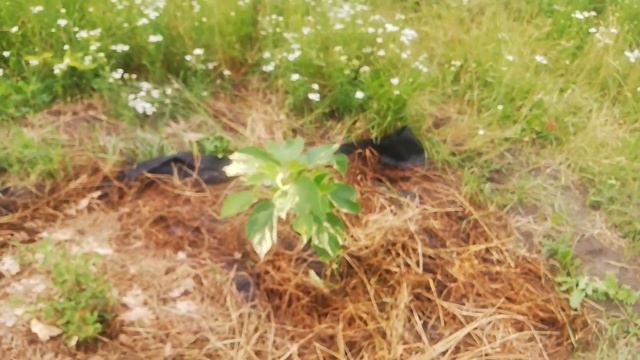 Бруссонетия вариегатная. Бумажная шелковица смотреть онлайн