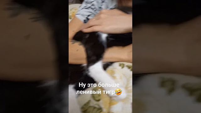 ну это больше ленивый тигр смотреть онлайн