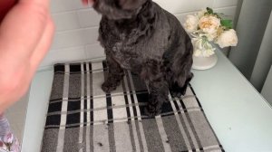 Стрижка УШЕЙ ?? ЦВЕРГШНАУЦЕР