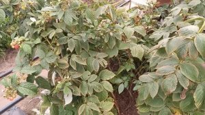 Не сажайте голубику возле!!!