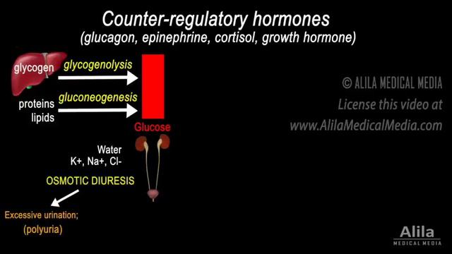 Diabetic Ketoacidosis (DKA) Pathophysiology, Animation смотреть онлайн