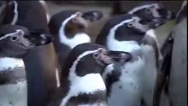 ФУТАЖ. Покажите детям! Пингвины. "Где? Кто сказал? Что сказал?" FOOTAGE. Pinguin. Funny. смотреть онлайн