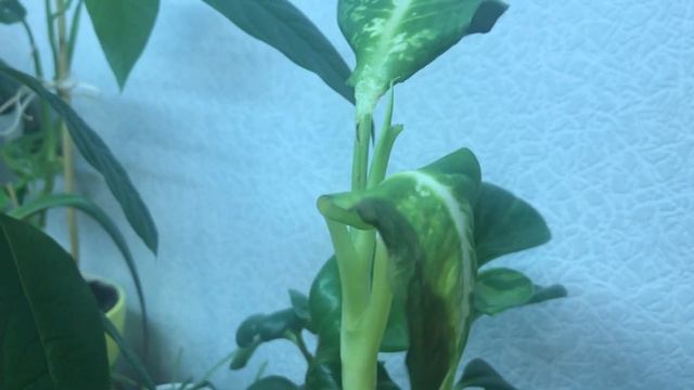 Как разветвить диффенбахию Часть 2 смотреть онлайн