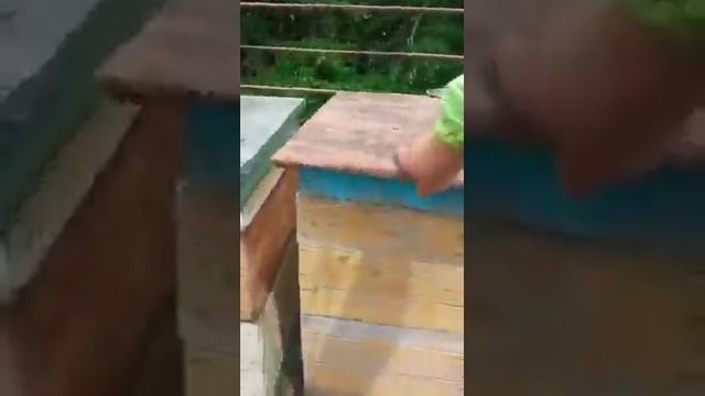 немецкие пчелы против кавказских.Серая горная кавказская порода пчел.Мнение пчеловода . смотреть онлайн