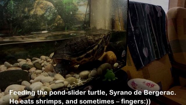 Кормление красноухой черепахи/Feeding pond-slider turtle смотреть онлайн
