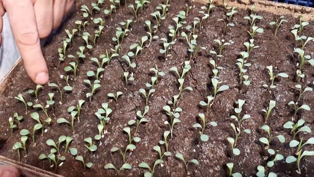 ОБЗОР ЦВЕТОВ ПЕТУНИЯ ВЕРБЕНА И ГАЗАНИЯ ЯНВАРЬ 2021??? смотреть онлайн