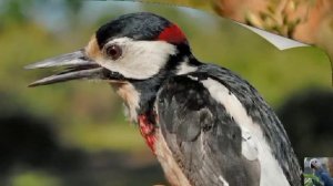 Голоса птиц: большой пёстрый дятел