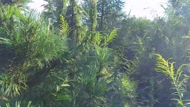 Хвойные на нашем участке. смотреть онлайн