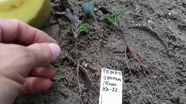 3х месячные корешки клематиса темптейшн смотреть онлайн