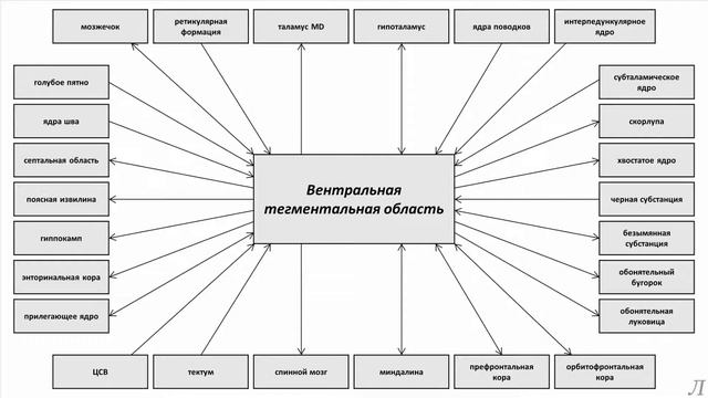 11.13 Подробное разъяснение. Вентральная тегментальная область смотреть онлайн