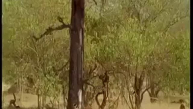 Probably the best hunter alive on earth смотреть онлайн