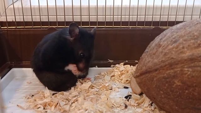 Как начинается утро у хомяка Момо. смотреть онлайн