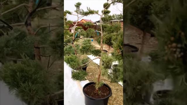 Питомник Иннолово - Хвойники смотреть онлайн