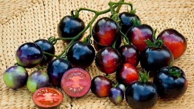 Лучшие сорта черных томатов и перцев смотреть онлайн