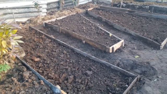 Посадка яблони осенью Цветы на огороде Палкино смотреть онлайн