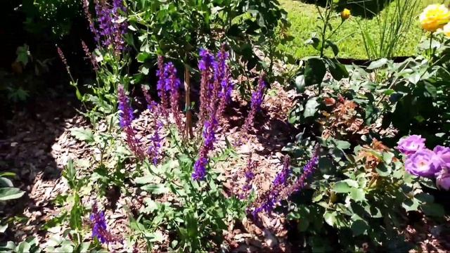 Шалфей из семян. От всходов до конца лета. Шалфей дубравный. Цветы на рассаду. Сад. Цветник смотреть онлайн