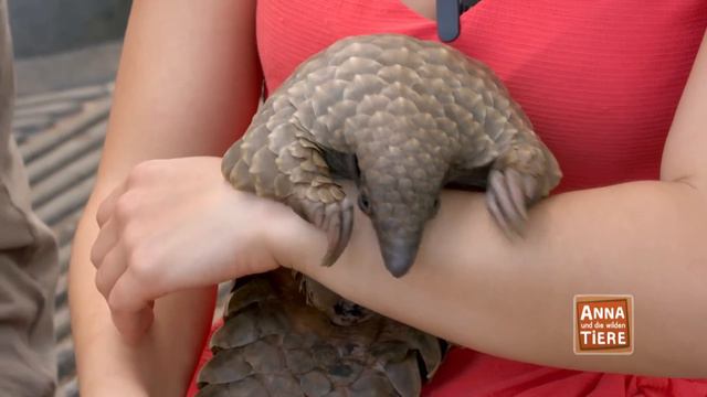 Das Tannenzapfentier | Reportage für Kinder | Anna und die wilden Tiere смотреть онлайн