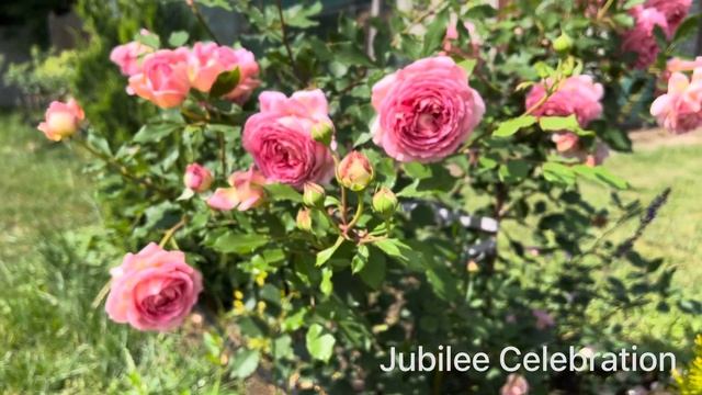Троянда Джубілі Селебрейшн / Rose Jubilee Celebration in my garden 2023 смотреть онлайн
