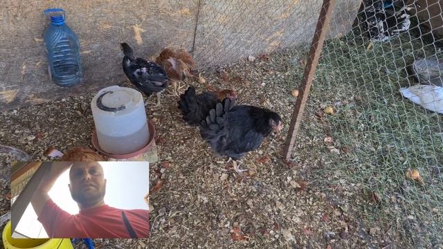 Хохлатые утки очень красивые/Юрловские куры, всё о них/Выпасаем утят, руанские утки смотреть онлайн