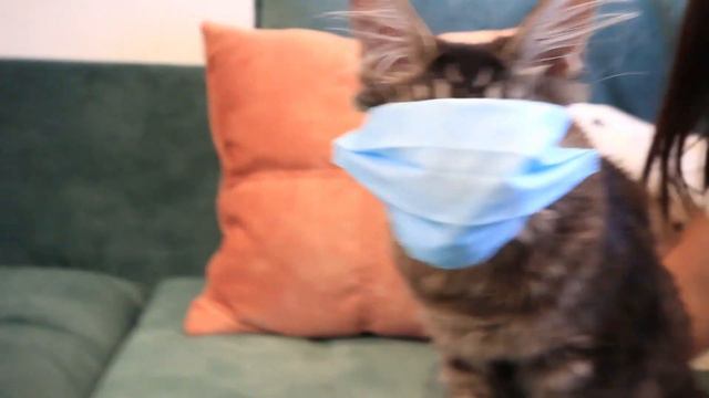 Не Корона, бро? Кот Локи в тренде челлендж смотреть онлайн
