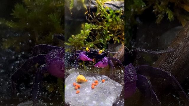 Видео аквариумного крабика вампира