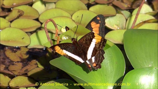 Adelpha malea goyama, Puerto IguazuAR 26 4 2015 Antonio Silveira смотреть онлайн