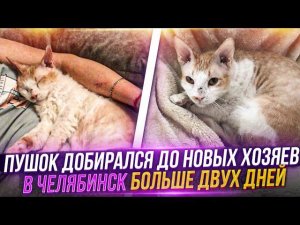 Как добрался 14 летний Пушок со Ставрополя в Челябинск. после 2 суток дороги. Привет от Крикуши