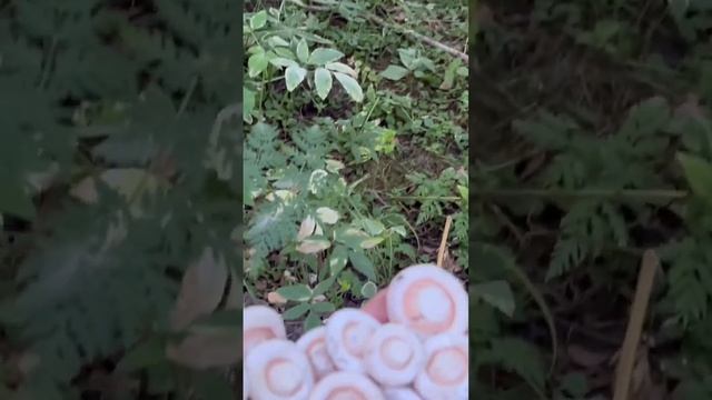 ГРУЗДЬ ОСИНОВЫЙ ! ИЗУЧАЕМ ГРИБЫ ! смотреть онлайн