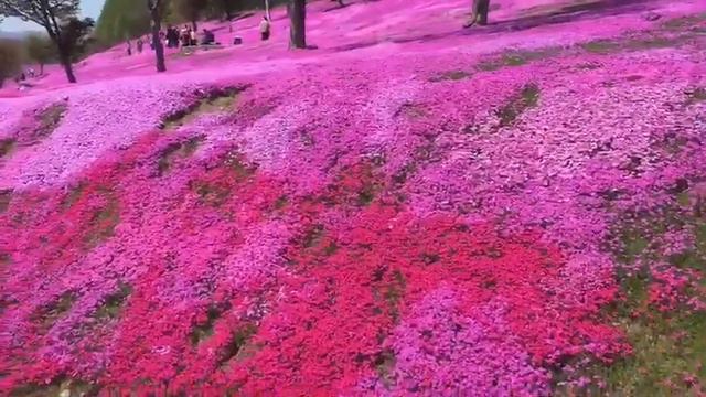 Beautiful shibazakura at Takinoue Park, Hokkaido, Japan смотреть онлайн