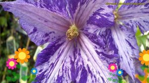 Клематис гибридный Тай Дай. Краткий обзор, описание характеристик clematis Tie Dye