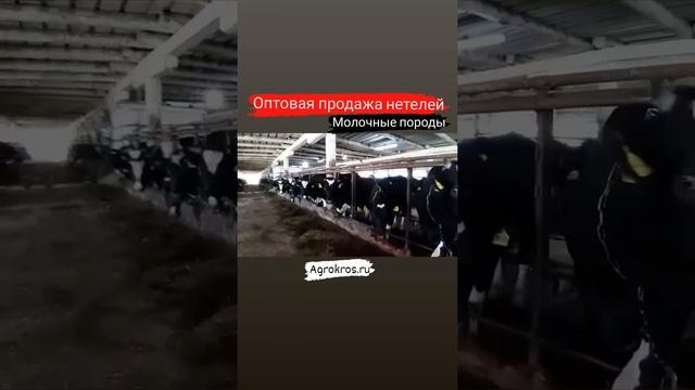 Голштинская порода КРС, Черно-Пестрая порода КРС, порода Холмогор продажа КРС молочные породы