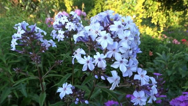 Флокс Флидеренциан - обзор, описание, цветение, отзыв смотреть онлайн